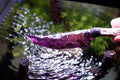 Flaked stone knife, premium hunting knife, "Purple Phantom," "Deadly Violet," Dragon Crystal series, Dragon Crystal dagger, hunting knife.